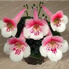 100 seeds Gloxinia Bonsai Sinningia Gloxinia Flower Bonsai Home Bonsai