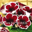200 seeds Imported Gloxinia Plant Perennial Sinningia Gloxinia Home Garden