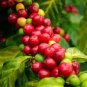 10 seeds Heirloom Colorful Coffee Bean Plants