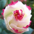 100 seeds Eustoma Seeds