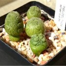 1 seeds PSEUDOLITHOS Sphaericust Seed