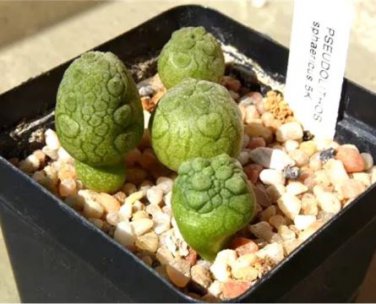 1 seeds PSEUDOLITHOS Sphaericust Seed