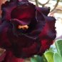 60 seeds Adenium Black Yellow Red White Bi-color Desert Rose Perennial Bonsai Flowers