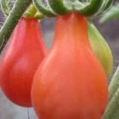 25 seeds Rare Anhui Middle Red Pear Tomato Organic Seeds