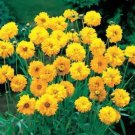 20 seeds Bonsai Early Sunrise Yellow Coreopsis Flower Seeds