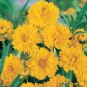 20 seeds Bonsai Early Sunrise Yellow Coreopsis Flower Seeds