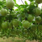 30 seeds New Passiflora Edulis Passion Fruit Seeds