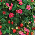 100 seeds Pikan Strawberry Seeds
