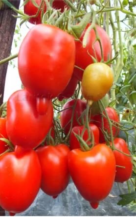100 seeds Imported Tomato Seeds  Professional Pack organic bright red middle fruits