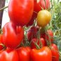 100 seeds Imported Tomato Seeds  Professional Pack organic bright red middle fruits