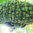 4 seeds Archaizing Antique Pumpkin