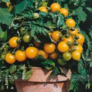 100 seeds UK Organic Bright Yellow Round Cherry Tomato Seeds