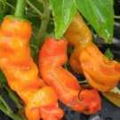 10 seeds Heirloom Fresh Orange Peter Penis Chili Pepper Organic Seeds