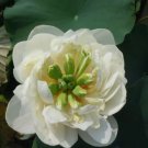 1 seeds Heirloom Fragrant White Wrinkled Nelumbo Nucifera Lotus Seeds