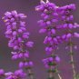 50 seeds Heirloom Convallaria majalis Lily-of-the-valley Rare Flower Seeds