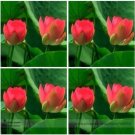 1 seeds Heirloom Middle Red Nelumbo Nucifera Lotus Flower Seeds