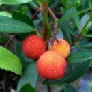 5 seeds Madrone Killarney Waxberry Tree Arbutus Unedo Seeds