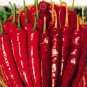 30 seeds Red Dried Hot Chili Hunan Pepper Organic Seeds