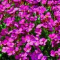 200 seedsCreeping Thyme Seeds Rock CRESS Plant - Pink Flowers