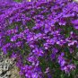 200 seedsCreeping Thyme Seeds Rock CRESS Plant - Pink Flowers