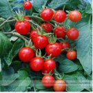 100 seeds Mexico Midget Tomato Seeds