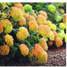 100 seeds Rare Hydrangea Seeds Light Orangish Red with Green Colors