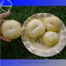 100 seeds Rare Belyy Giant White Beefsteak Tomato Seeds
