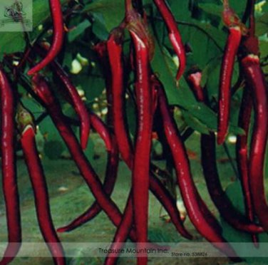 200 seeds Hangzhou Red Long Eggplant F1 Vegetable Seeds