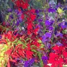 30 seeds Mix Violet Perennial Plants Flower Seeds