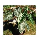100 seeds Alocasia lowii 'Polly amazonica' Indoor Plant Ornamental Plant Seeds