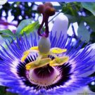 100 seeds Hardy Fragrant Passion Flower Osaka