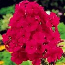 100 seeds Phlox paniculata Seeds - Rose Red Colors