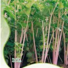 30 seeds Apium Graveolens Red Stem Celery Vegetable Hybrid Seeds