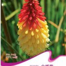 10 seeds Red Hot Poker Hybrids Kniphofia Uvaria Hybrids