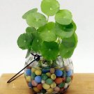 100 seeds Hydrocotyle Vulgaris Seeds