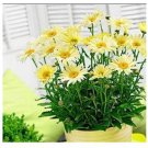 100 seeds Leucanthemum superba Banana Cream Shasta Daisy Flower Seeds