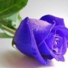 500 seeds Pure and Fresh Purple Rose Seeds
