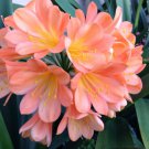 100 seeds Clivia Seeds - Light Redish Pink with White Yellow Colors
