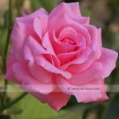 50 seeds Yunnan Pink Rose Garden Flower Beautiful