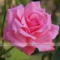 50 seeds Yunnan Pink Rose Garden Flower Beautiful