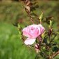 50 seeds Yunnan Pink Rose Garden Flower Beautiful