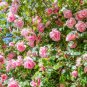 50 seeds Yunnan Pink Rose Garden Flower Beautiful