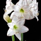 100 seeds Gorgeous Clivia Flower Seeds Kaffir Lily