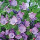 50 seeds Beautiful Blue Thistle Flower Seeds