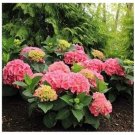 100 seeds Hydrangea macrophylla Hybrid Flower Seeds Rose Pink Flowers