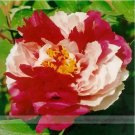 5 seeds Heirloom Red White Peony Seedling Flower 'Er Qiao' Seeds