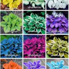 500 seeds Hosta Seeds - Mixed 12 Colors