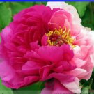 5 seeds New Heirloom Red Pink Peony Shrub Flower Seeds