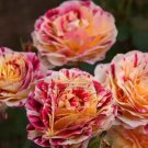 450 seeds GEORGE BURNS ROSE FLOWERS, ROSE BUSH FLORIBUNDA PINK YELLOW WHITE