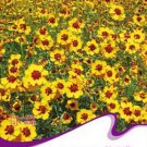 30 seeds Creeping Zinnias Sanvitalia Flower Seeds